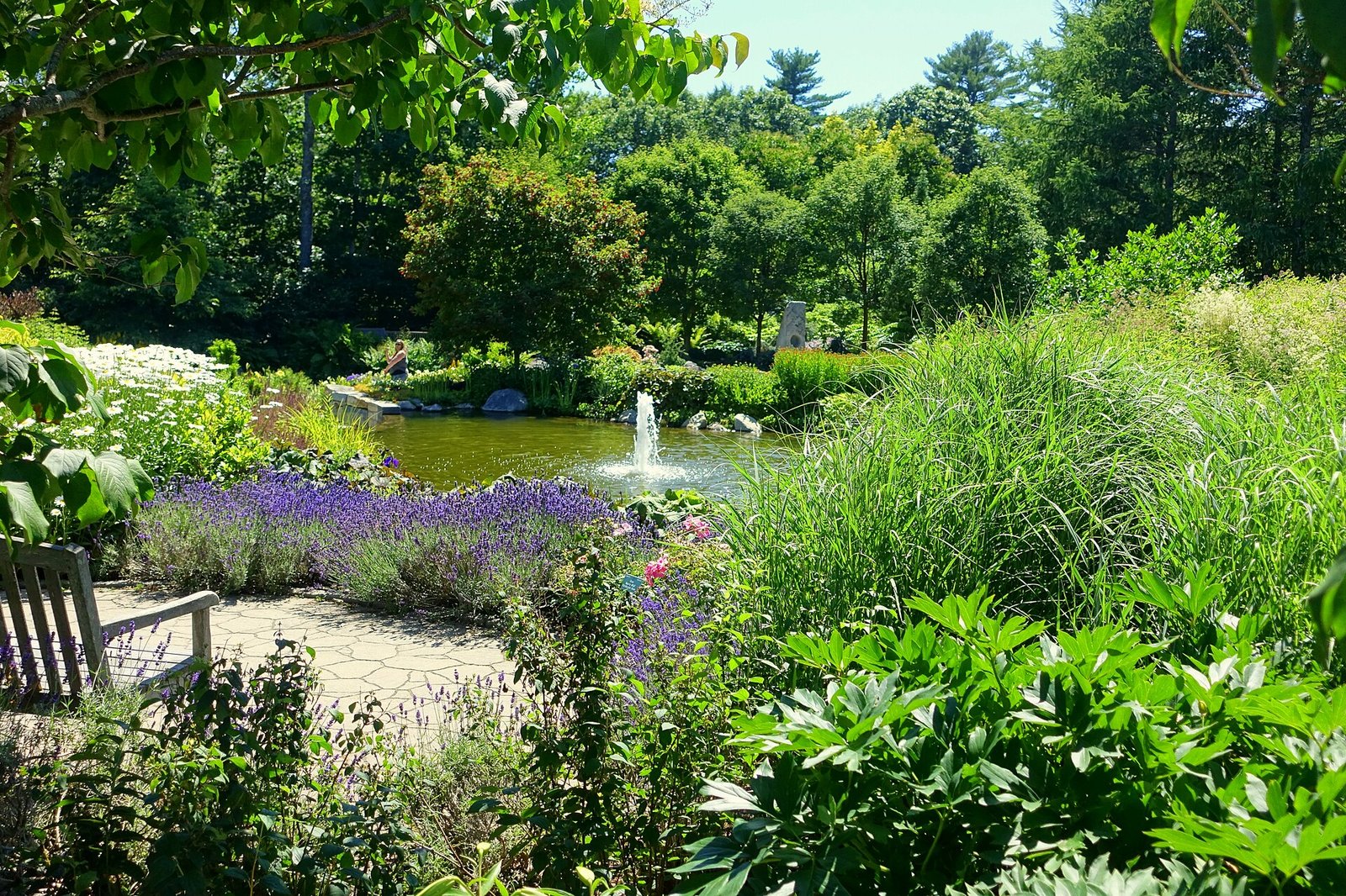 A garden pond with fountain and lavender beds at Coastal Maine Botanical Gardens