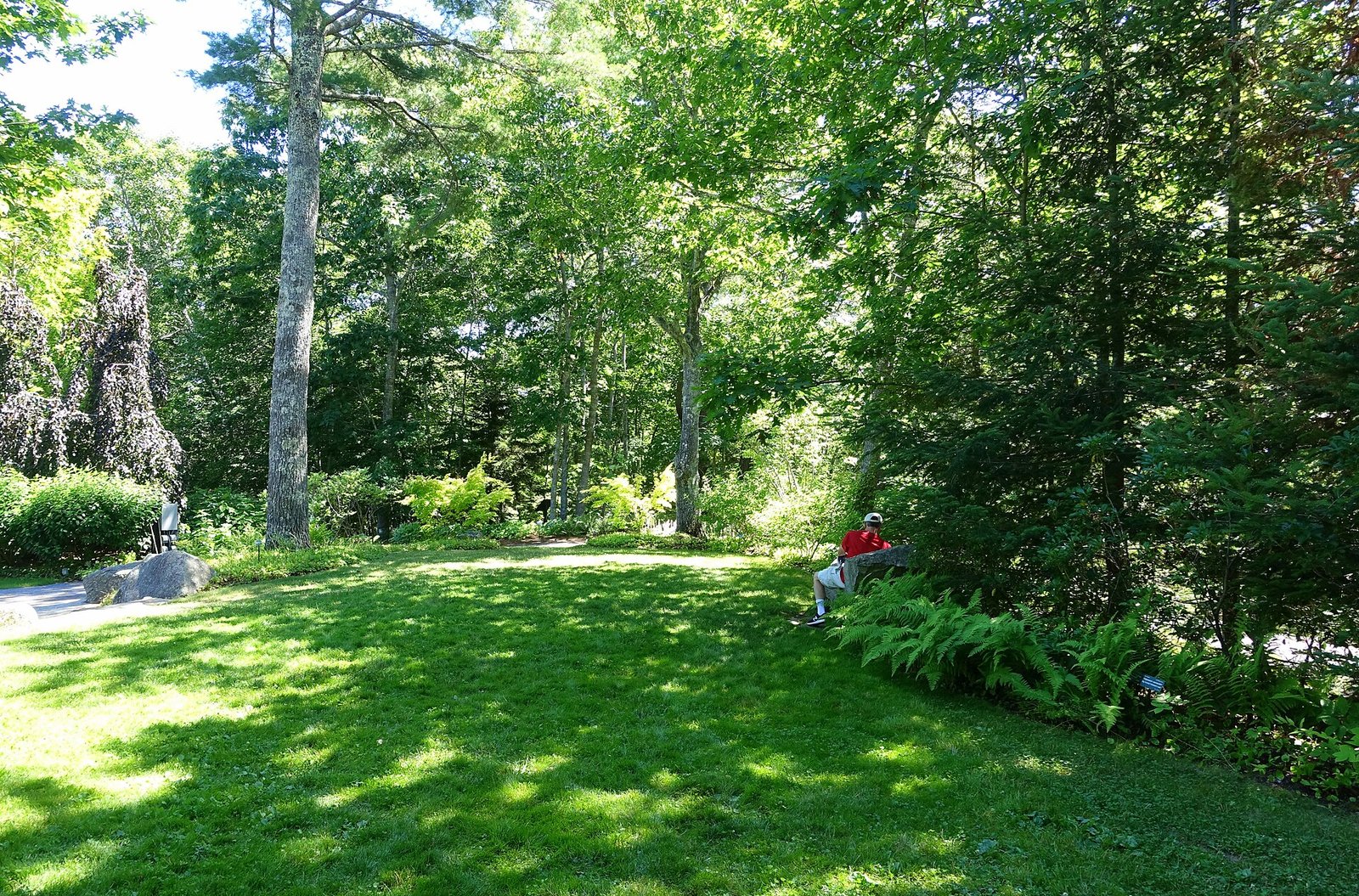 A shaded lawn and woodland path at Coastal Maine Botanical Gardens