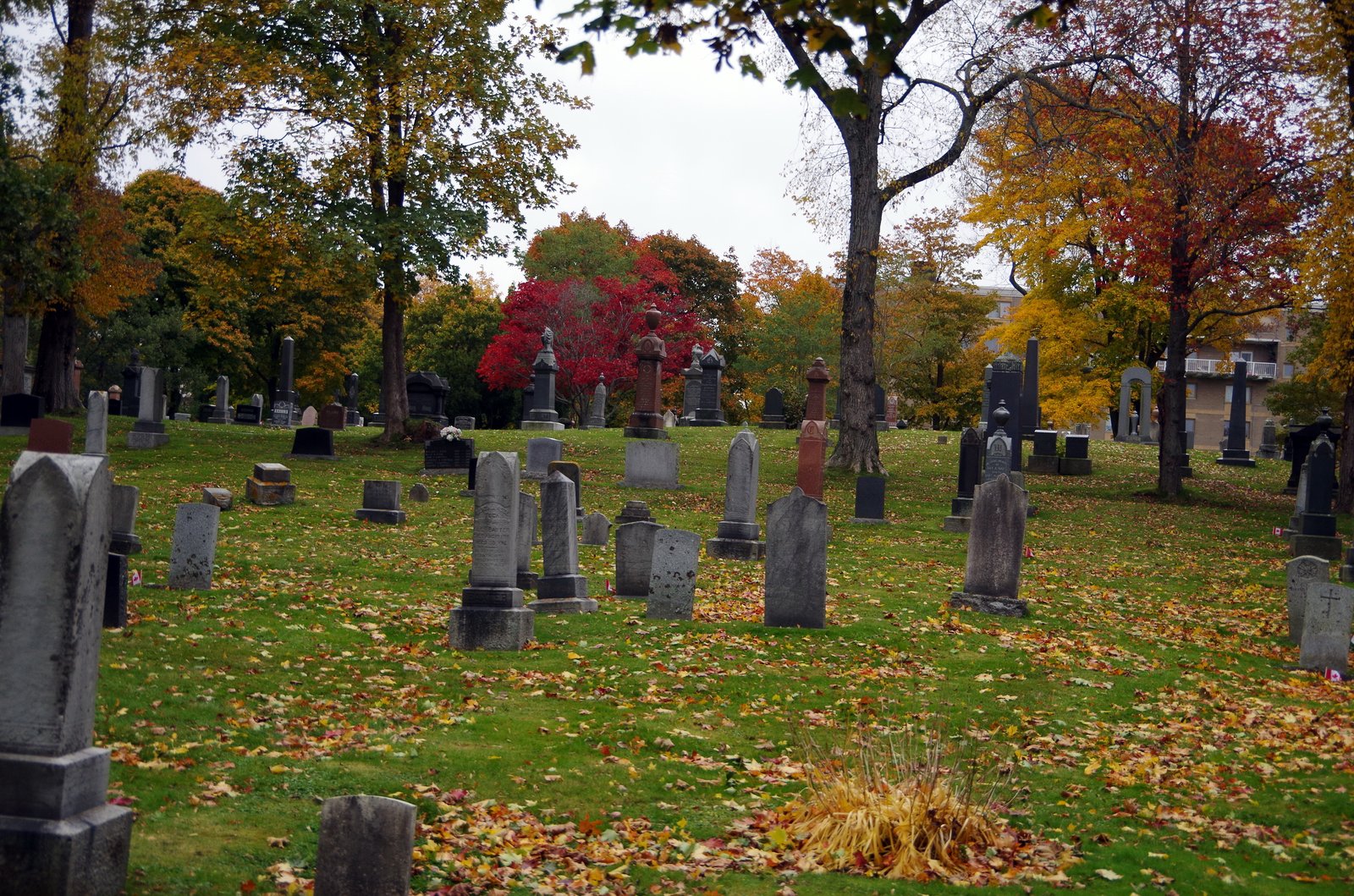 Rows of headstones at Fairview Lawn Cemetery in autumn