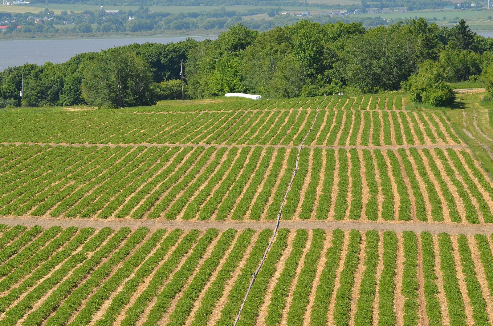 Aerial view of farm fields on Ile d'Orleans with the St. Lawrence River behind